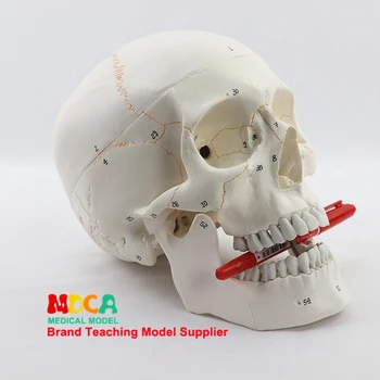 Gyvenimo Dydžio Žmogaus Kaukolės Modelis Anatomijos Anatomija Mėginio Skaitmeninio identifikavimo Skeletas Galvos Medicinos Studijas Mokymo Reikmenys
